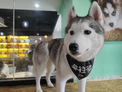 -Husky Go! 哈士奇体验馆·宠物咖啡厅狗咖