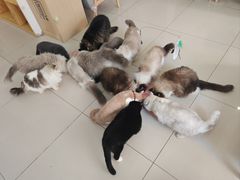 -鼓捣猫呢主题猫咖店