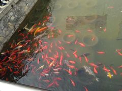 -石家庄市植物园