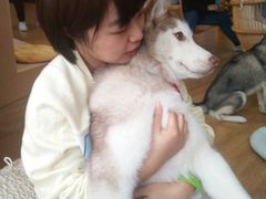 -Husky Go! 哈士奇体验馆·宠物咖啡厅狗咖