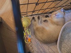 -欣宠猫屋·矮脚拿破仑·蓝金金渐层