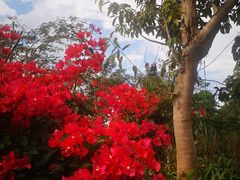 -西双版纳融创皇冠假日度假酒店