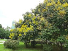 -莲花山公园