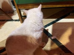 -猫色咖啡·猫咖