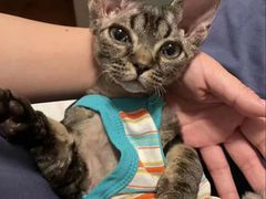 -山宅一喵德文卷毛猫舍