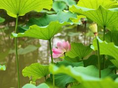 -陈家山荷花公园