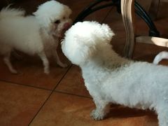 -more than meow吴止猫主题餐厅(承德 中船汇店)