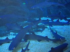 -烟台海昌鲸鲨海洋公园