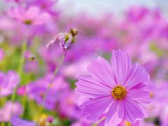 -花开海上生态园