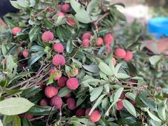 -香山鸡嘴荔枝