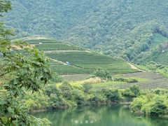-龙坞茶村