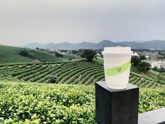 -白茶原·一片叶子