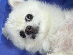 -美联众合动物医院·24h京西诊疗中心