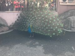 -熊猫厨房