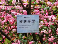 -武汉大学-樱园