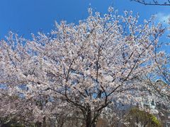 -高东镇樱花园