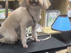 -爱佳宠物中心医院24H·CT·骨外科·猫专科(瑶海万达店)