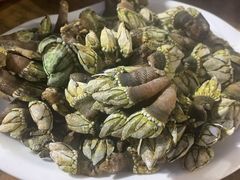 鸡爪螺（佛爪螺）-四季美蚝皇
