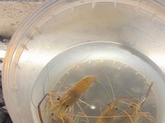 -DGE季风钓虾营地·团建·聚会