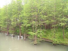 -溱湖国家湿地公园