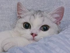 -猫大福·Fortune Cat猫舍(百子湾店)
