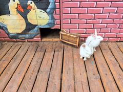 -北京鹿世界主题园