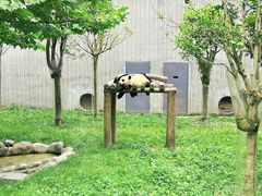-卧龙中华大熊猫苑神树坪基地