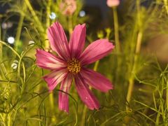 -桂花寨(北碚二店)