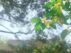 -秋霞圃