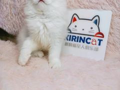 -十年猫舍·猫咪专门店(普陀店)