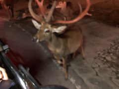 -清迈夜间动物园