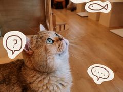 -有喵·猫咖·狗咖·40+猫狗有小奶狗(岗厦店)