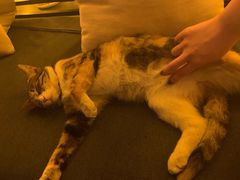 -Sirena海妖日咖夜酒