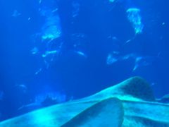 -亚特兰蒂斯•OSSIANO奥西亚诺海底餐厅