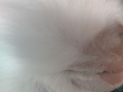-创凡宠物医院·骨专科  猫科中心(西乡分院)