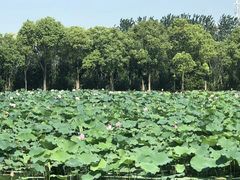 -荷塘月色湿地公园·向阳花洲