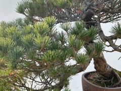 -杭州植物园