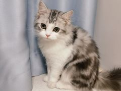 -lincat·猫舍(广州店)