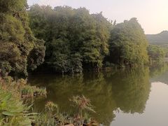 -深圳仙湖植物园