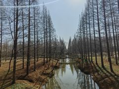 -黄海国家森林公园