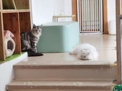 -猫在这儿猫咪咖啡馆·撸猫馆