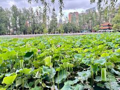 -MAP CHA普洱茶馆(翠湖店)