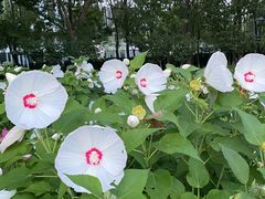 -大兴滨河森林公园