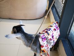 -怪兽屋·羊驼·猫咖·狗咖(俊华广场店)