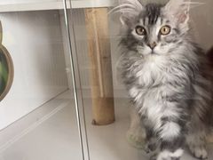 -Bastet sally猫舍购宠(静安店)