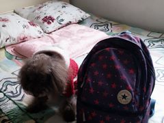 -北京赛佳动物医院