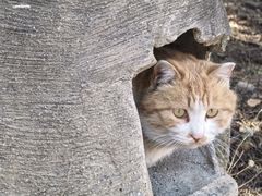 -北京凤凰岭