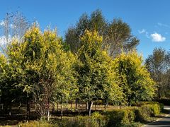 -红山国家森林公园