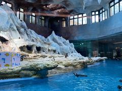 -帝企鹅自助餐厅•儿童岛•真企鹅(长隆企鹅酒店)