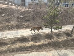-青藏高原野生动物园